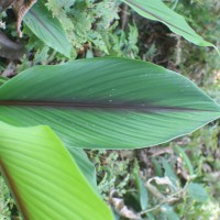Curcuma zedoaria (Christm.) Roscoe